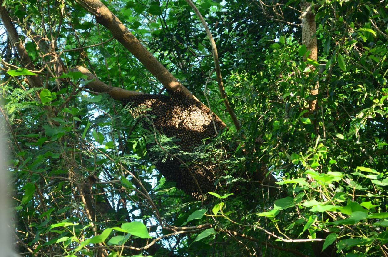 Vallee 69 Eco Villa-Tissa,Yala Tissamaharama Exterior foto